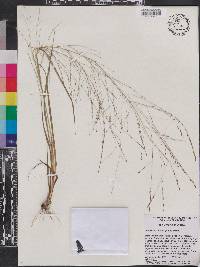 Eragrostis refracta image