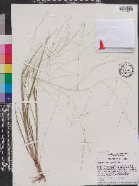 Eragrostis refracta image