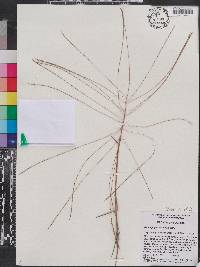 Gymnopogon brevifolius image