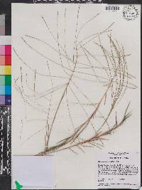 Gymnopogon brevifolius image