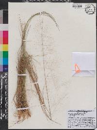 Muhlenbergia capillaris image