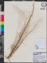 Muhlenbergia capillaris image