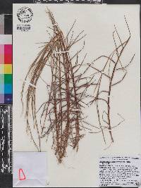 Schizachyrium sanguineum image