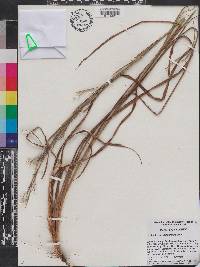 Schizachyrium stoloniferum image