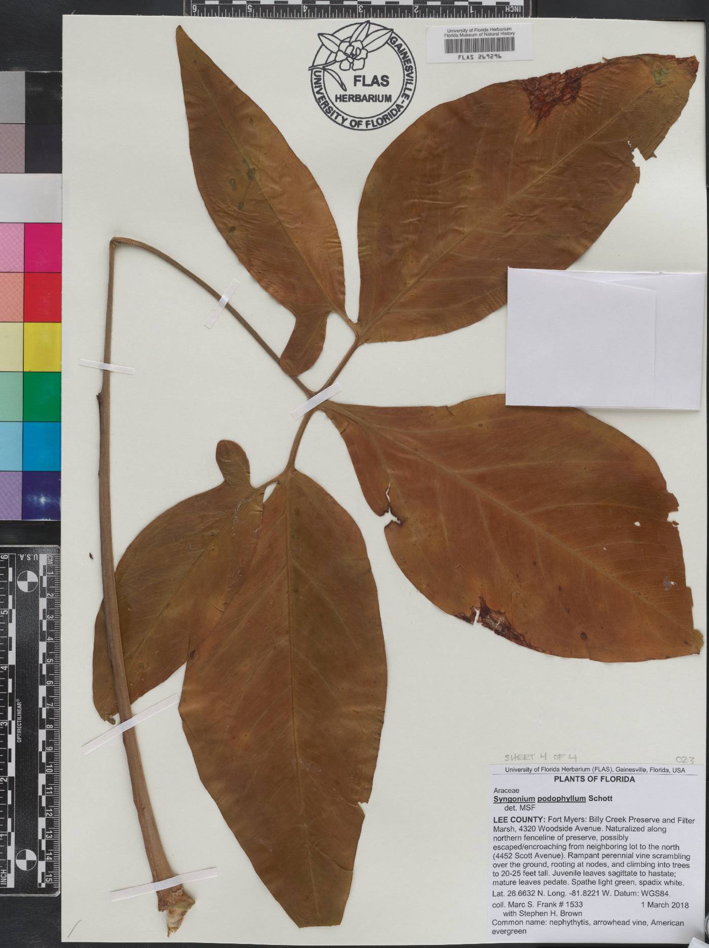 Syngonium podophyllum image