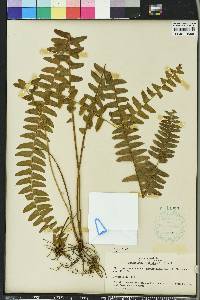 Nephrolepis exaltata image