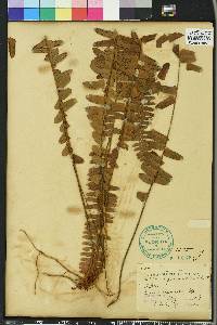 Nephrolepis exaltata image