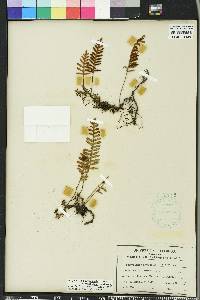 Pleopeltis polypodioides image