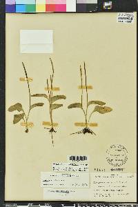 Ophioglossum petiolatum image
