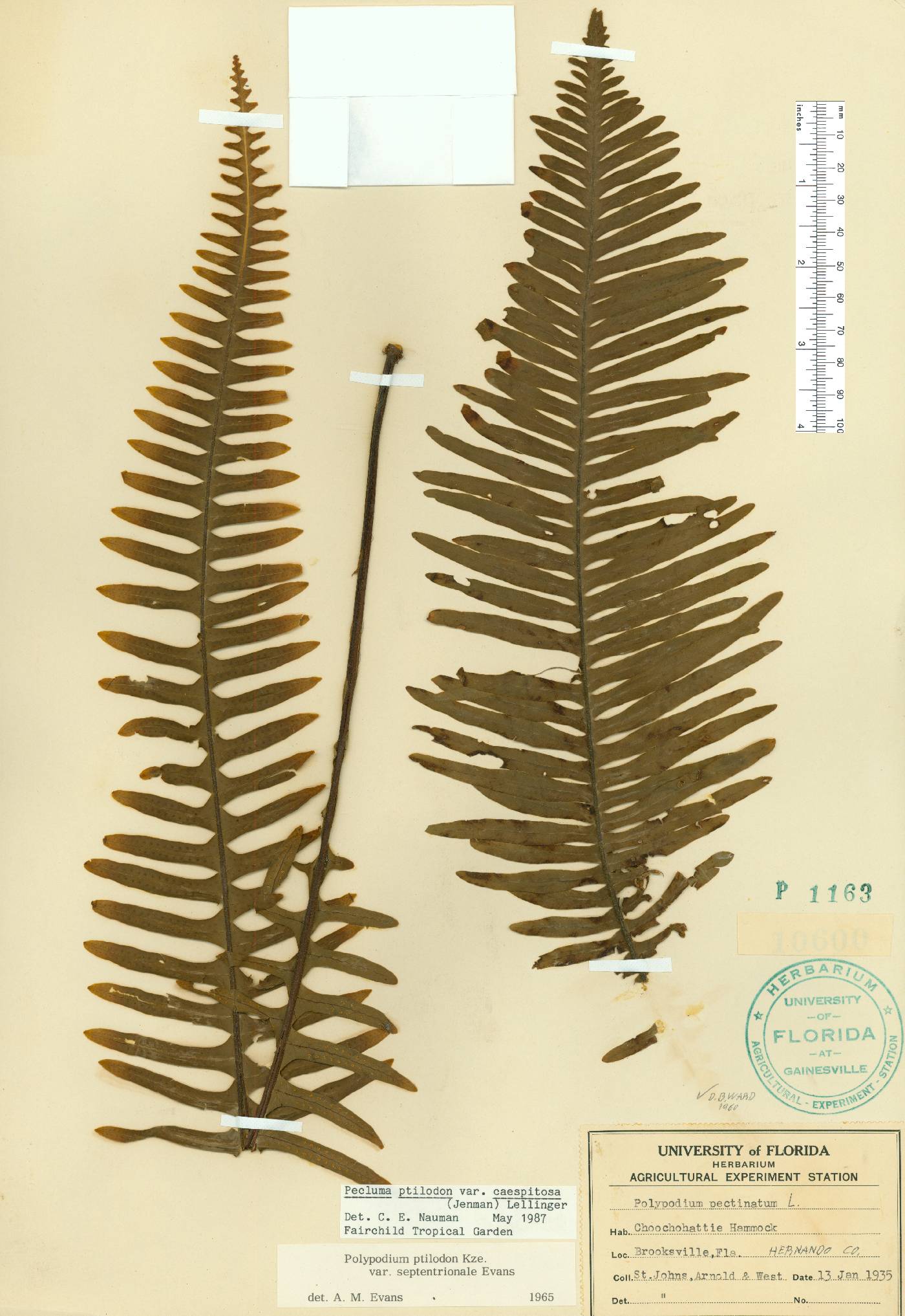 Pecluma ptilota image