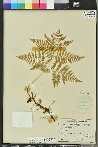 Pteridium aquilinum subsp. pseudocaudatum image