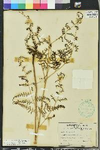 Pteridium aquilinum var. caudatum image