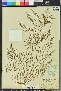 Pteridium aquilinum var. caudatum image