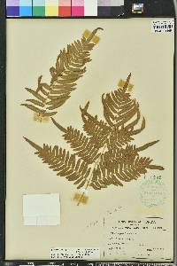 Pteridium aquilinum subsp. pseudocaudatum image