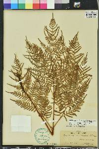 Pteridium aquilinum subsp. pseudocaudatum image