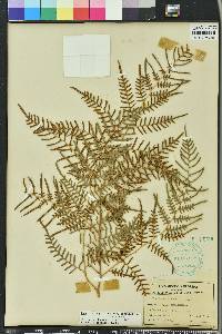 Pteridium aquilinum var. caudatum image