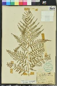 Pteridium aquilinum var. caudatum image