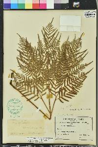 Pteridium aquilinum subsp. pseudocaudatum image