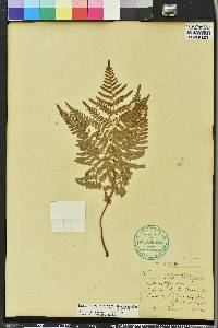 Pteridium aquilinum subsp. pseudocaudatum image