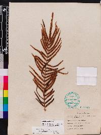 Pteris vittata image