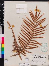 Pteris vittata image