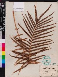 Pteris vittata image