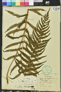 Thelypteris kunthii image