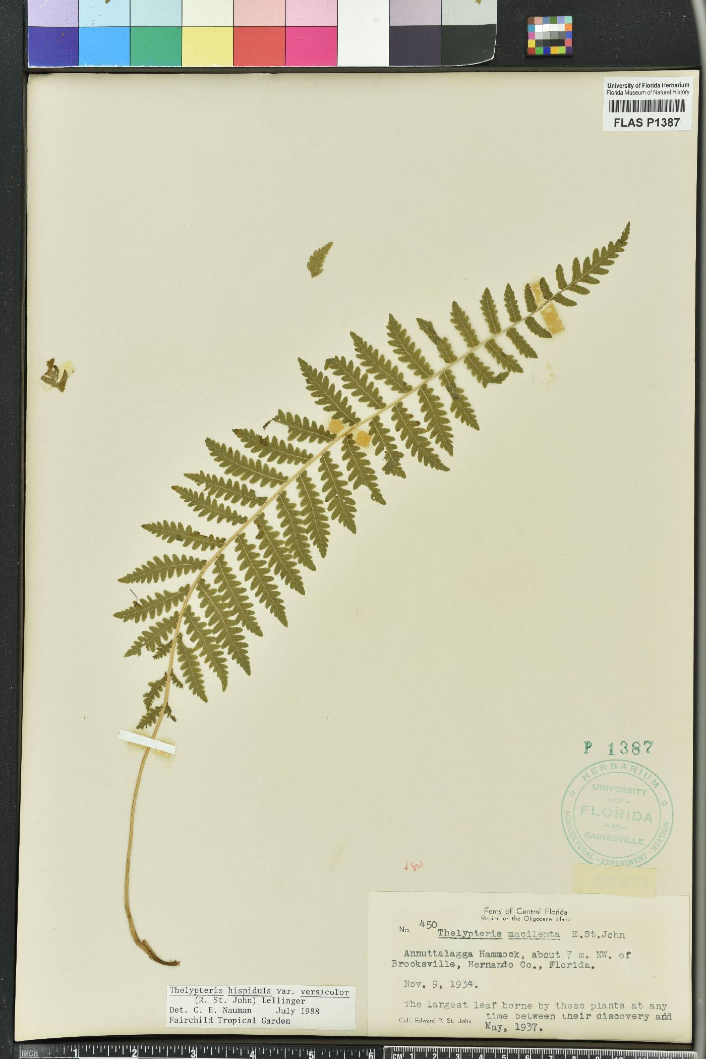 Thelypteris hispidula image