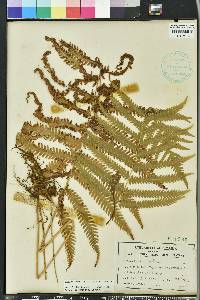 Thelypteris kunthii image