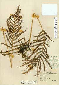 Thelypteris augescens image