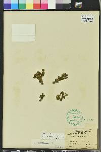 Salvinia minima image