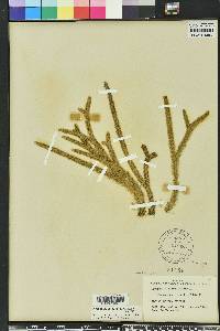 Lycopodiella alopecuroides image