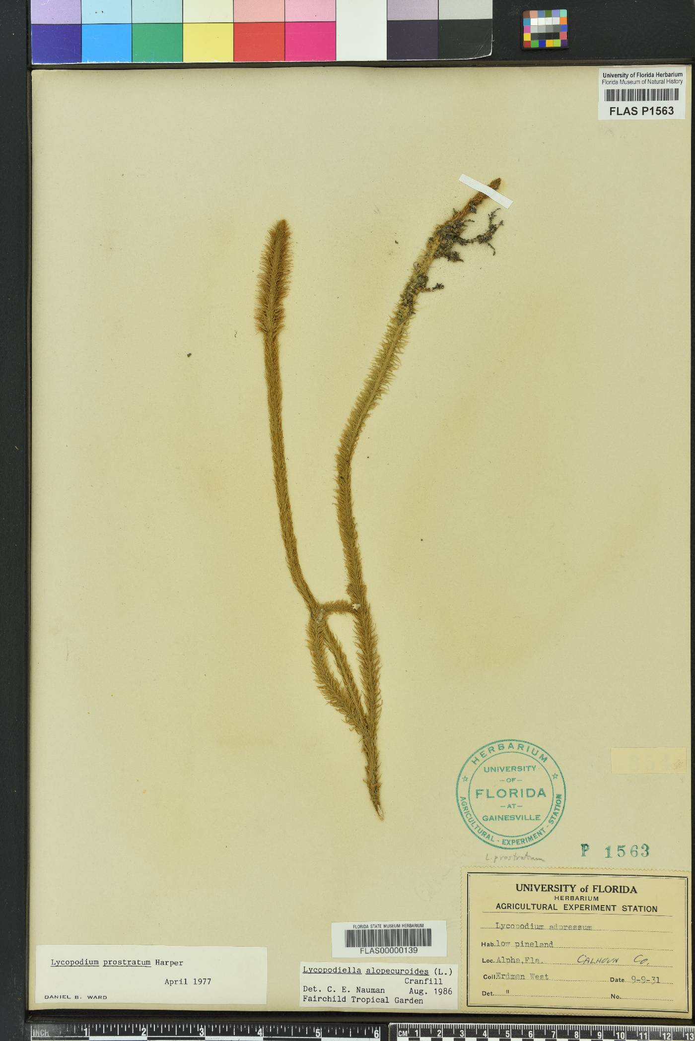 Lycopodium adpressum image