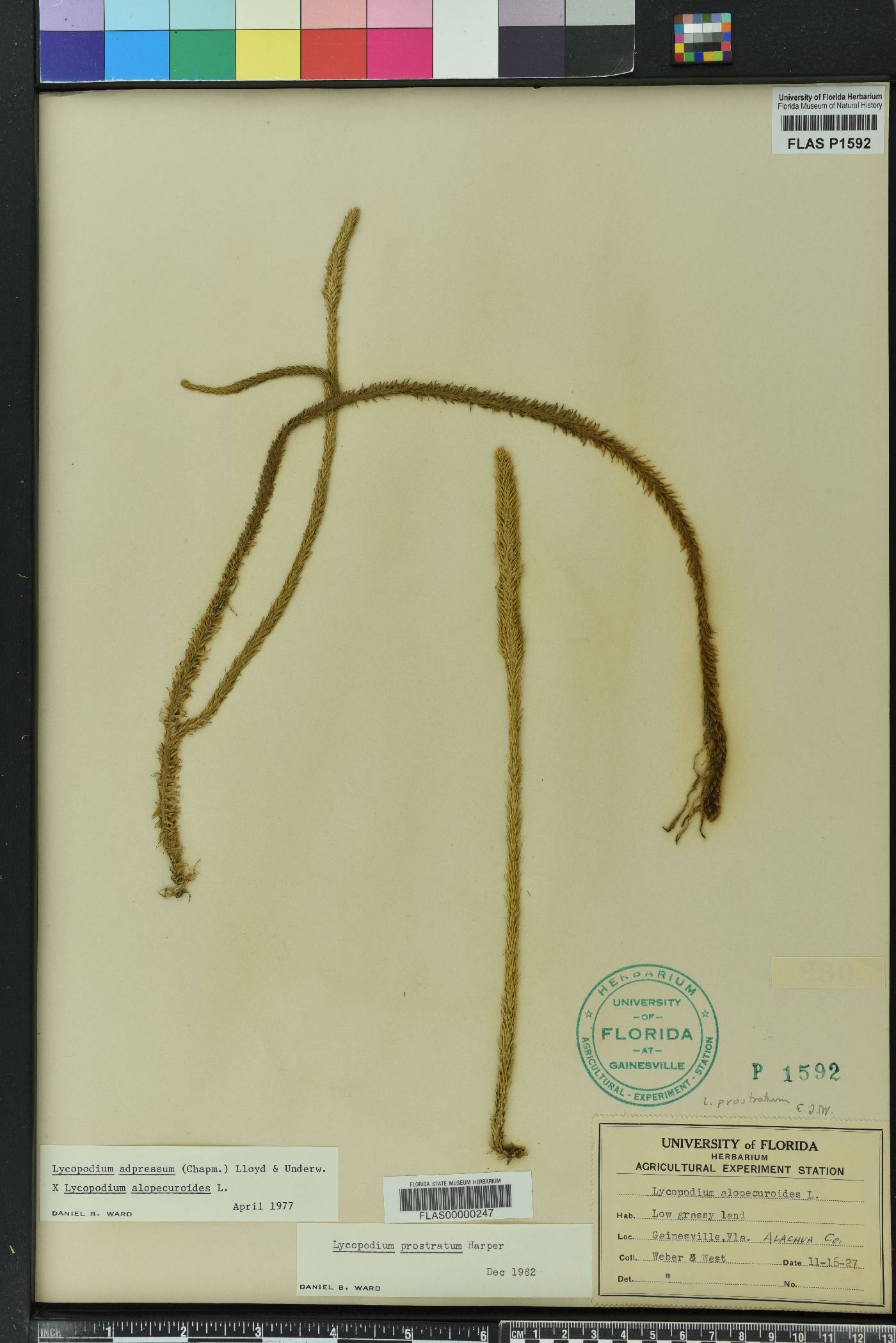 Lycopodiella x copelandii image