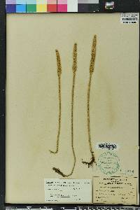 Lycopodiella x copelandii image