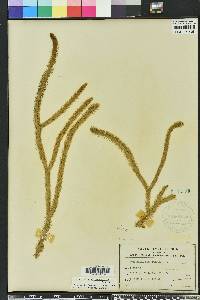 Lycopodiella alopecuroides image