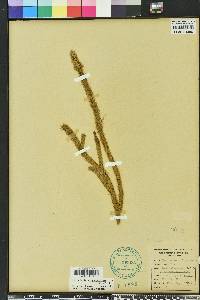 Lycopodiella alopecuroides image