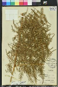 Pteridium aquilinum var. caudatum image