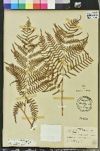 Pteridium aquilinum subsp. pseudocaudatum image