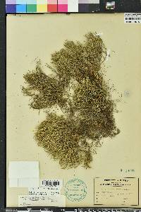 Selaginella arenicola image