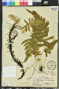 Thelypteris kunthii image