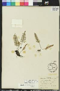 Pleopeltis polypodioides image