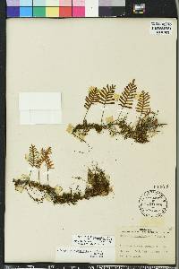 Pleopeltis polypodioides image