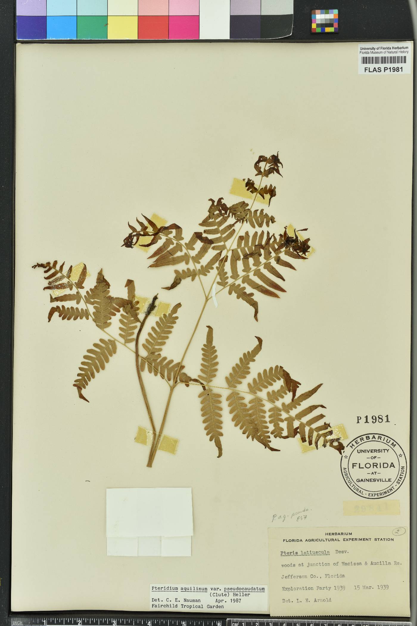 Pteridium aquilinum subsp. pseudocaudatum image