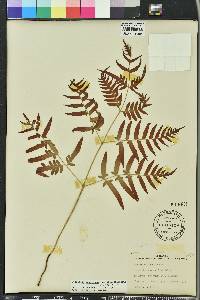 Pteridium aquilinum subsp. pseudocaudatum image