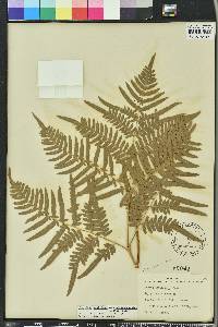 Pteridium aquilinum subsp. pseudocaudatum image