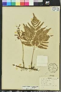 Pteridium aquilinum subsp. pseudocaudatum image