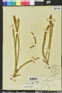 Lycopodium prostratum image