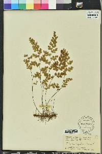 Adiantum capillus-veneris image