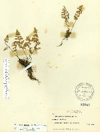 Myriopteris microphylla image